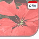 Poinsetia: flower of December
