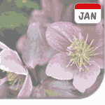 Hellébore: fleur de janvier