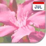 Oleander: flower of July