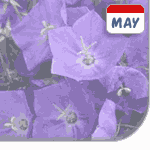 Bellflower: flower of may