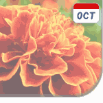 Souci: fleur du mois d'Octobre