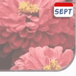 Zinnia: fleur du mois de Septembre